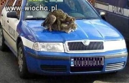 Prawdziwe koty