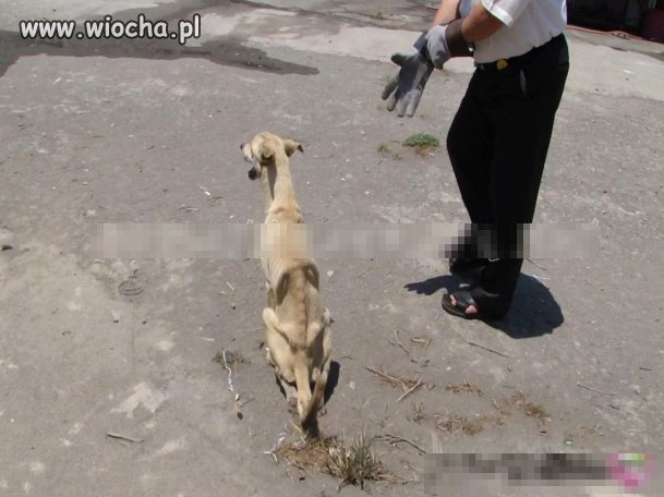 Tak samo powinien skończyć właściel tego psa...