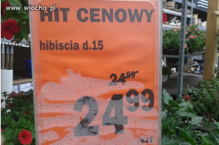 Hit Cenowy...