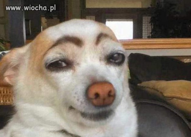 Pies jest fajny