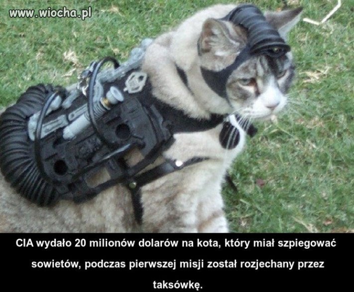 A miau-o być tak pięknie...