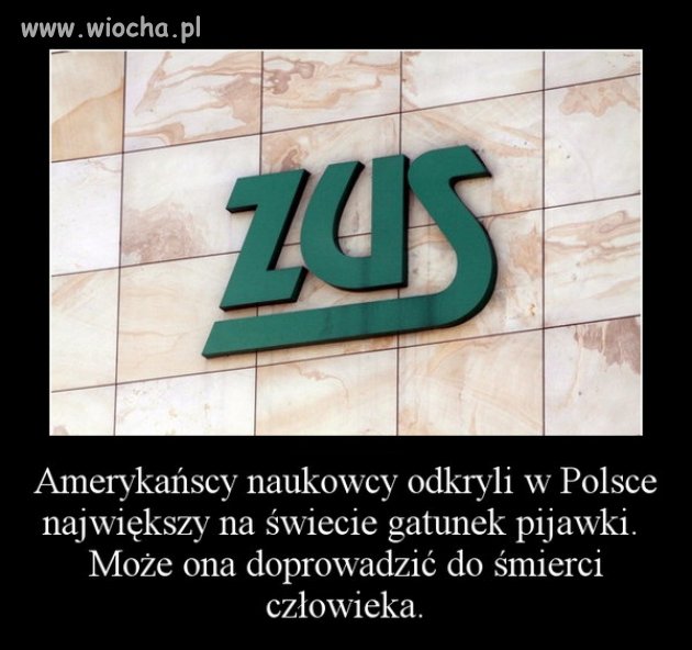 Największy gatunek pijawki