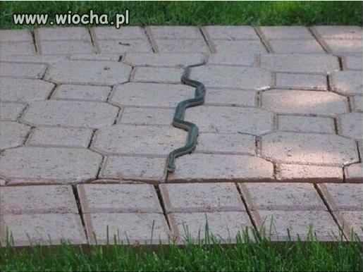 Umiejętność dopasowania się do otoczenia