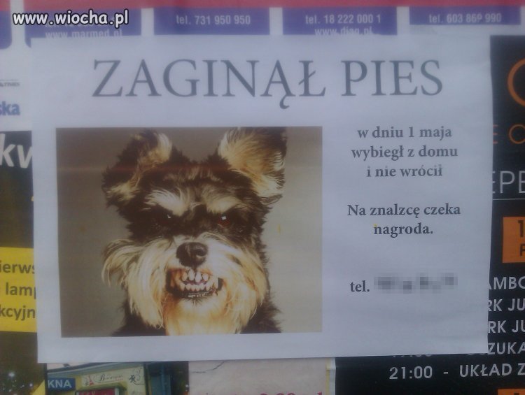 Zaginął biedny piesek