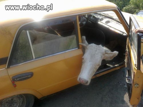 Nietypowy pasażer...