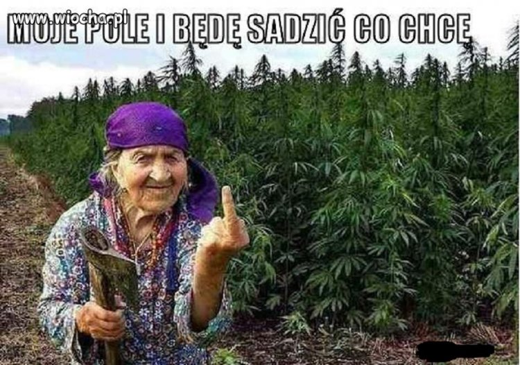 Moje pole i będę sadzić co chcę.