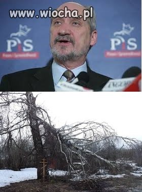 Będzie nowe śledztwo! Kto i kiedy, POSADZIŁ BRZOZE !