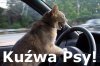 Zapomniał zapiąć pasów