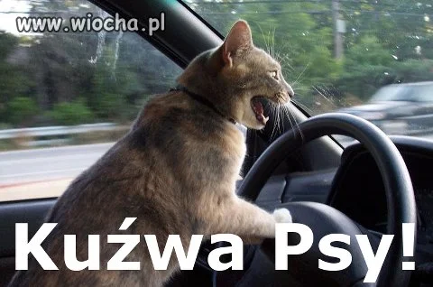 Zapomniał zapiąć pasów