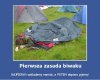 Pierwsza zasada