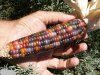Zabawy z GMO?