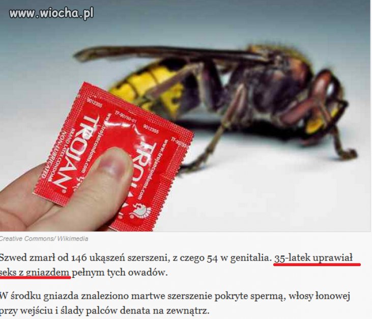 Szwed włożył członka w gniazdo szerszeni...