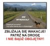 Nie wyrzucaj zwierząt bo są wakacje