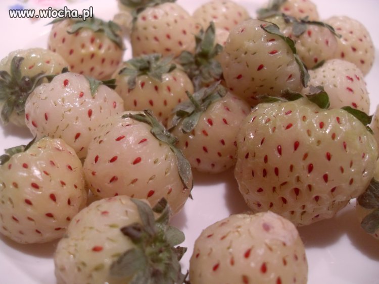 GMO słońca nie potrzebuje... 