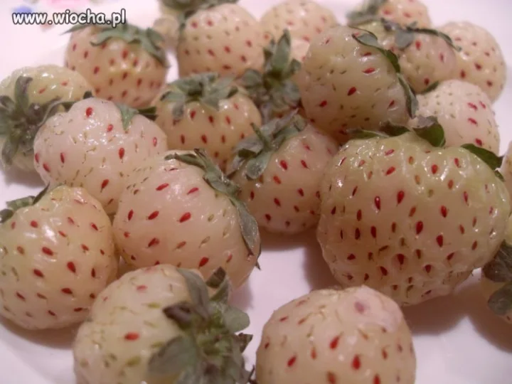 GMO słońca nie potrzebuje... 