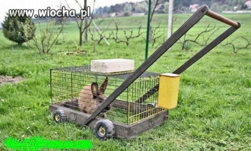 Kosiarka roślinożerna.