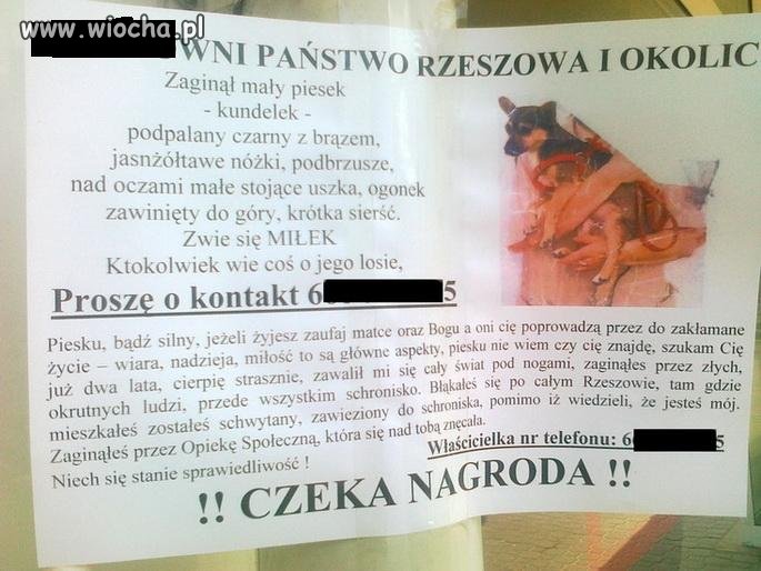 Zaginął piesek
