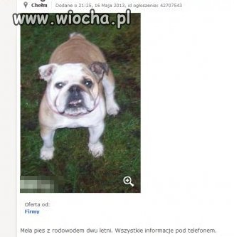 ZAMIENIĘ psa..na tablicy.pl nie oddam ale zamienię