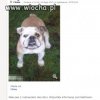 ZAMIENIĘ psa..na tablicy.pl nie oddam ale zamienię