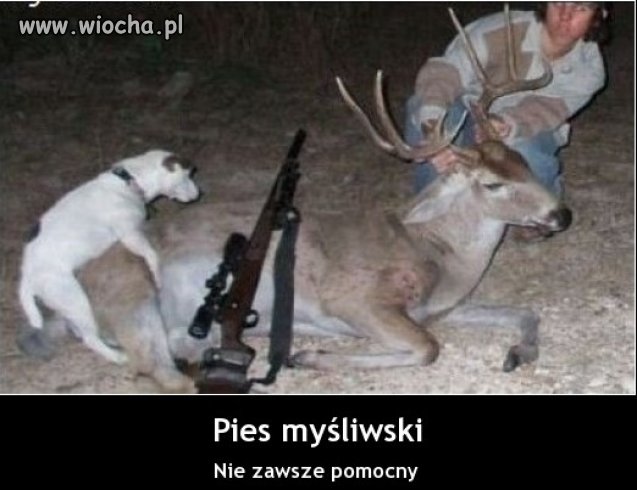 Pies myśliwski