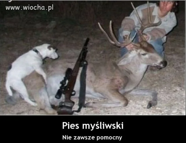 Pies myśliwski