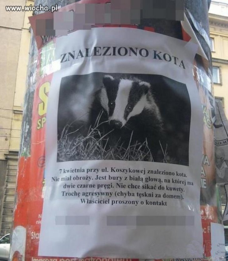 Czy zgubił ktoś kotka?