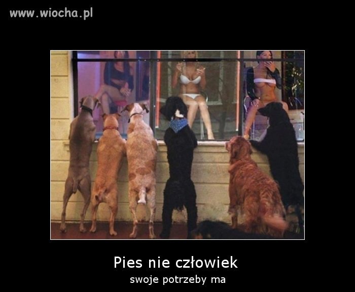 Psy 4