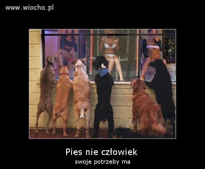 Psy 4