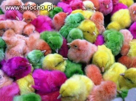 W świecie kolorowych kurczaczków.
