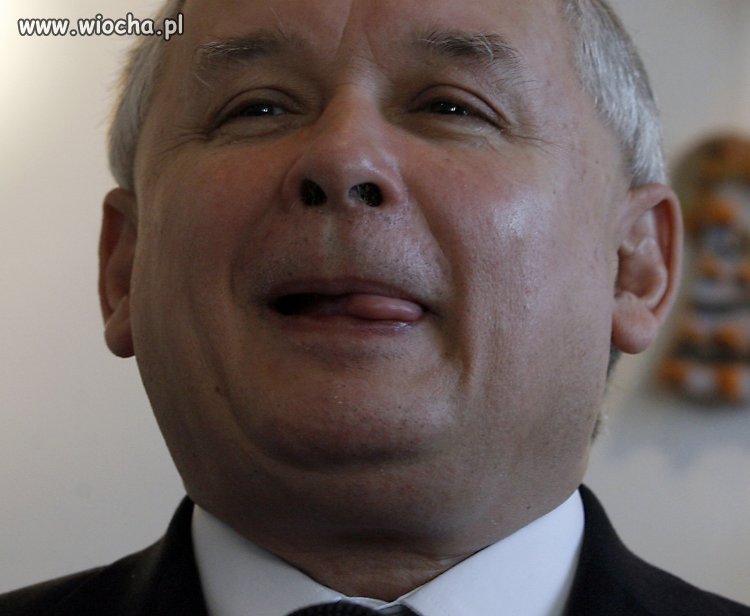 Skrzyżowanie muła z