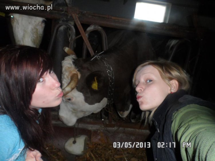 Muuu, jesteśmy takie seksi.