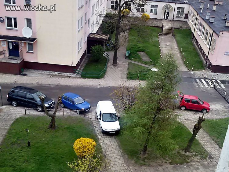 Biała a jednak czarna owca