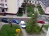 Biała a jednak czarna owca