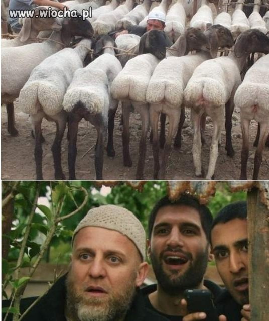 Tym to tylko jedno w głowie