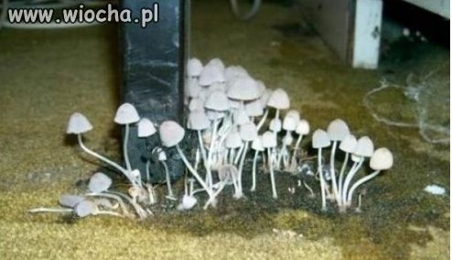 Perfekcyjna Pani Domu