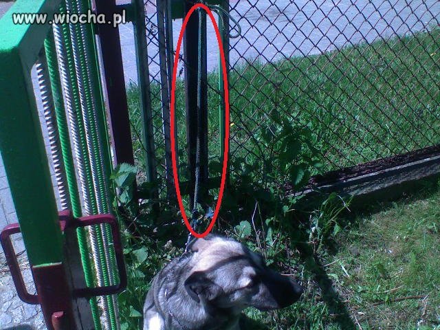 Z serii "Mój właściciel jest idiotą"