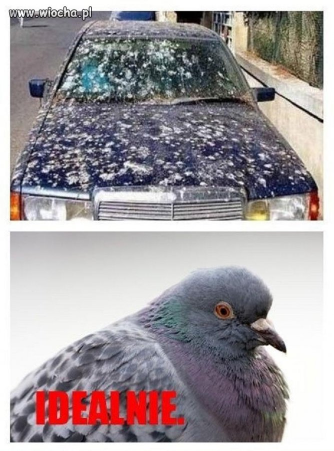 Auto w ciapki