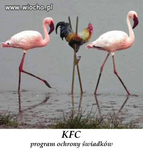 Program ochrony świadków