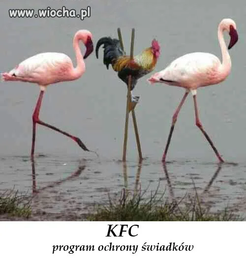 Program ochrony świadków