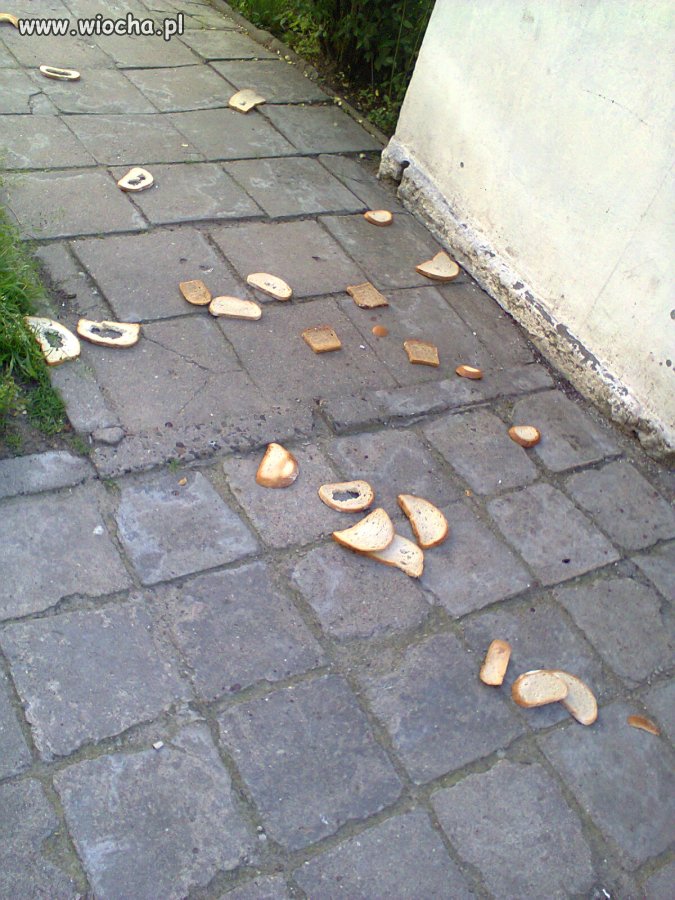 Kromki chleba porozrzucane pod śmietnikiem