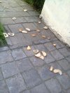 Kromki chleba porozrzucane pod śmietnikiem