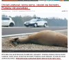 Człowiek, to brzmi dumnie...