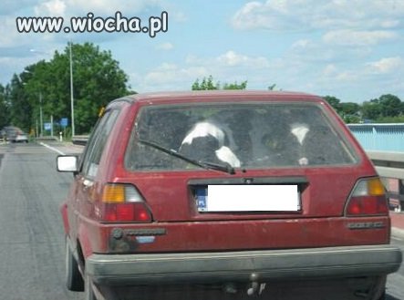 Nie ma to jak dwie krowy w golfie... 