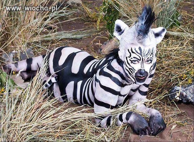 Prawie jak zebra...