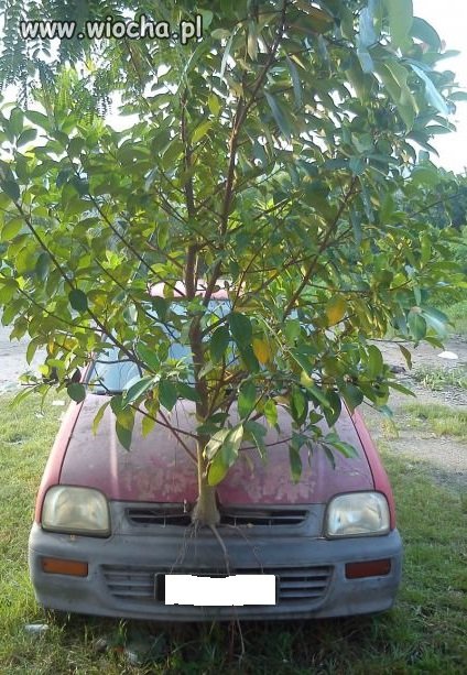 Auto zapuściło korzenie