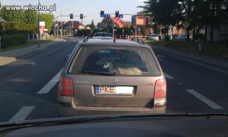Polak potrafi