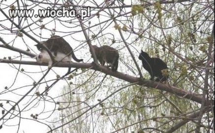 Trzeba ustawić się w kolejce 