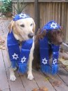Judaizm schodzi na psy...