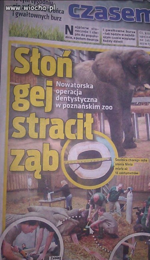 Słoń gej stracił ząb...