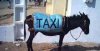 Taxi ekologiczne.